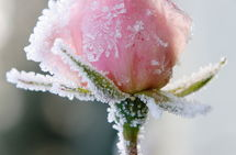 娱乐吃瓜酱雪玫瑰,娱乐吃瓜酱的甜蜜诱惑